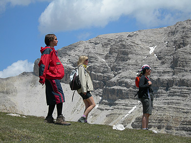 Stevia in den Dolomiten